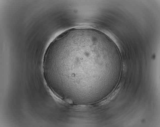 X0000101161485200807111017