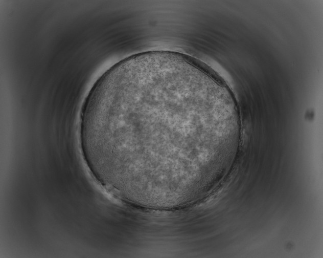 X0000101161096200807181353