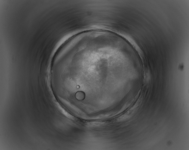 X0000101161294200807181350