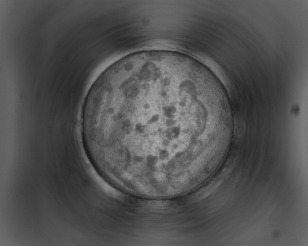 X0000101161387200807181348