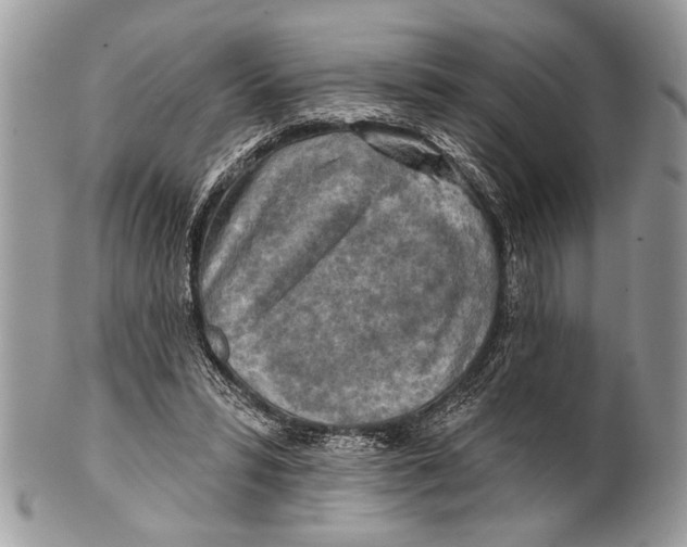 X0000101160399200807251115