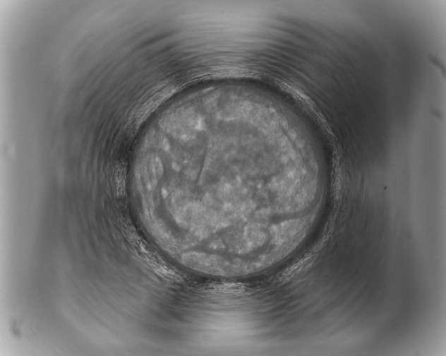 X0000101160833200807251109
