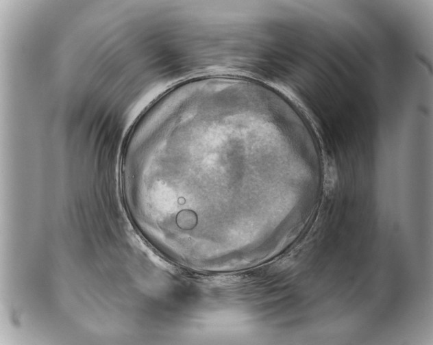 X0000101161294200807251102