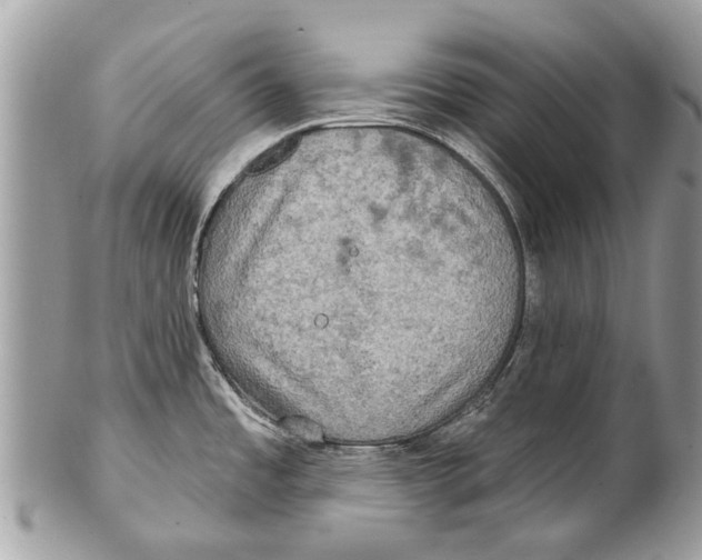 X0000101161485200807251059