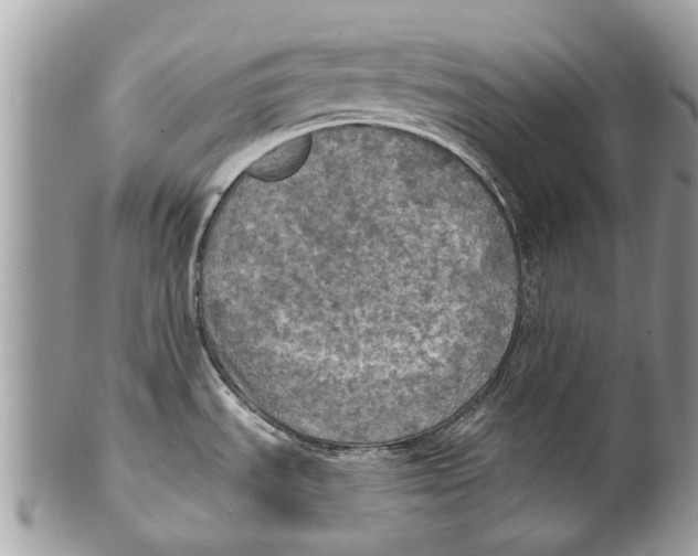 X0000101161535200807251059