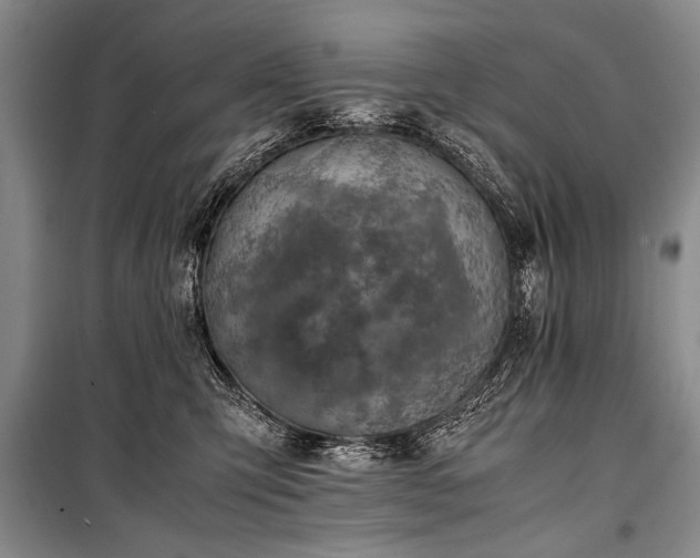 X0000101170423200806271039
