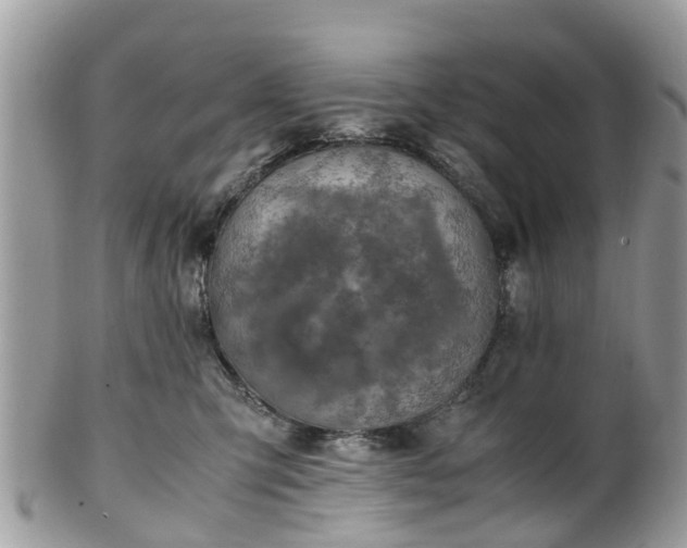 X0000101170423200807071226