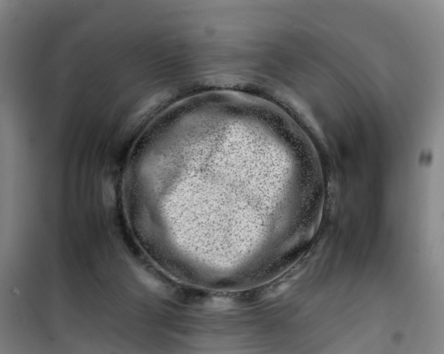 X0000101170114200807111101