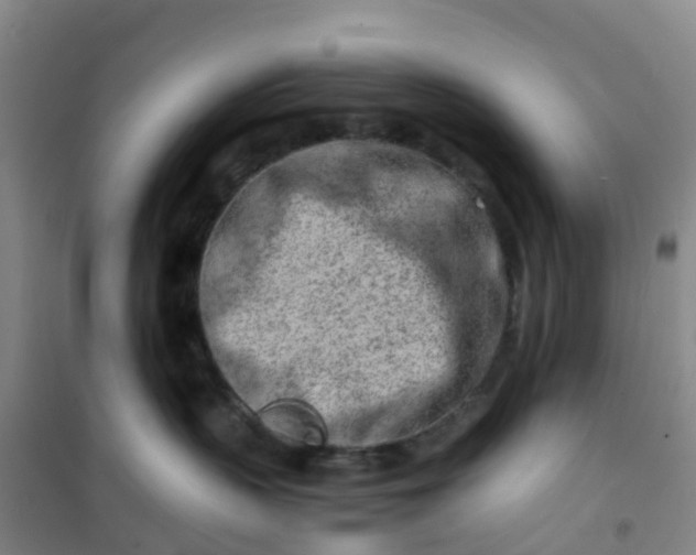 X0000101170383200807111057