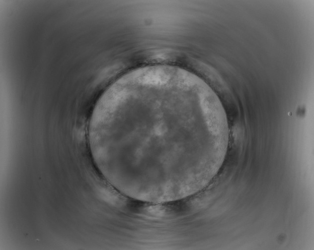 X0000101170423200807111056