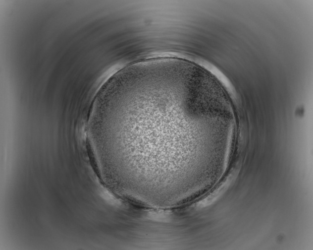 X0000101170809200807111050