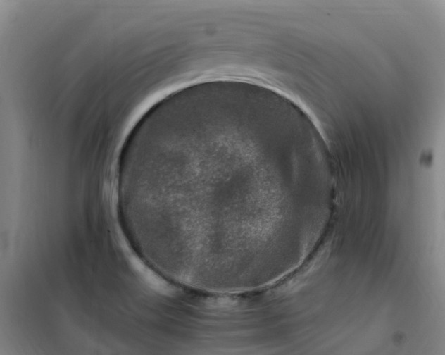 X0000101171515200807111040