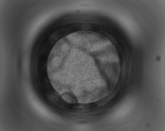 X0000101170383200807181429