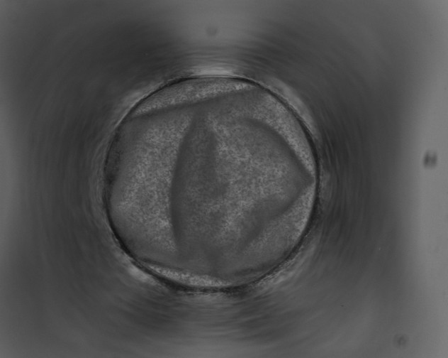 X0000101170385200807181428