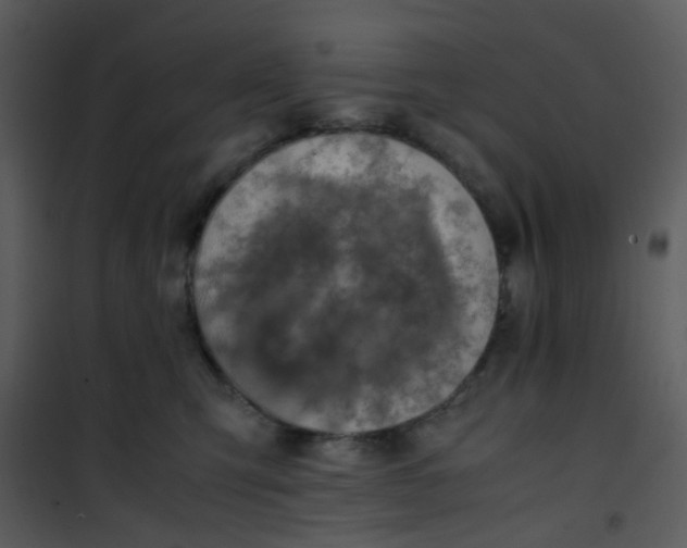 X0000101170423200807181428
