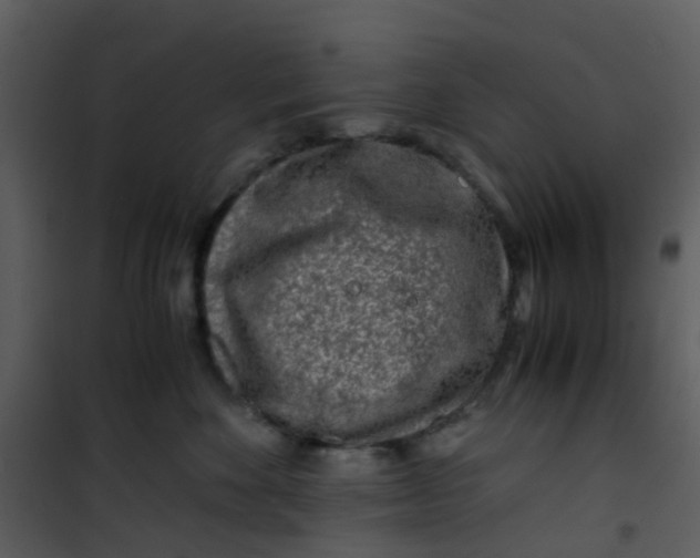 X0000101170524200807181426