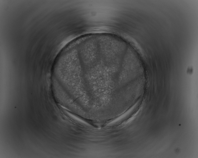 X0000101171457200807181411
