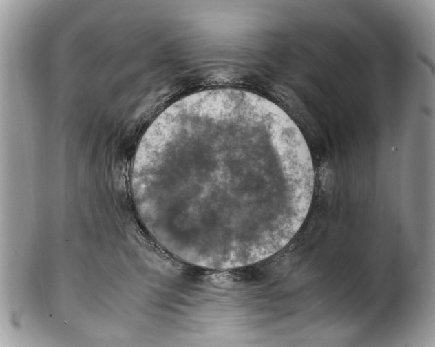 X0000101170423200807251137