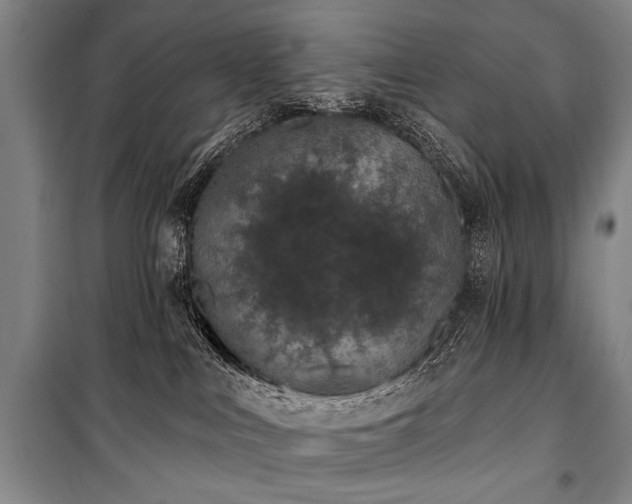 X0000101180043200806271302