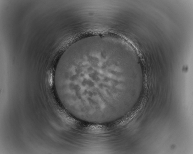 X0000101180069200806271301