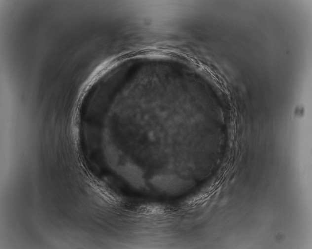 X0000101180295200806271258