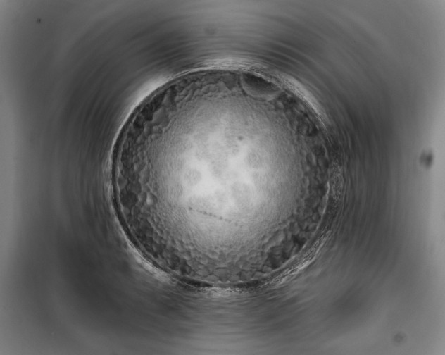 X0000101181087200806271246