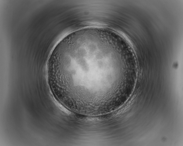 X0000101181243200806271244