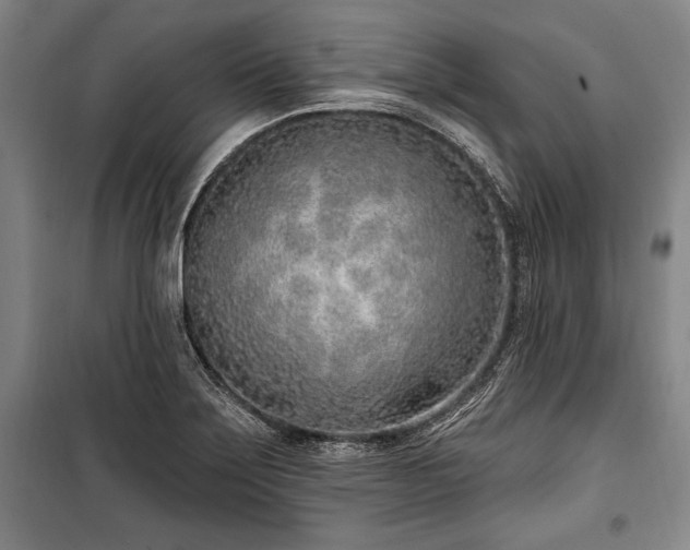 X0000101181275200806271243