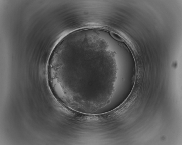 X0000101181291200806271243
