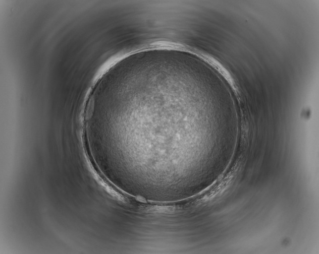 X0000101181381200806271241