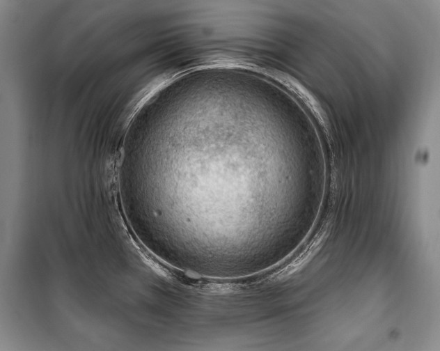 X0000101181385200806271241