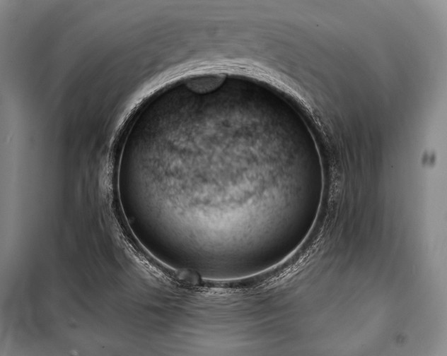 X0000101181506200806271239