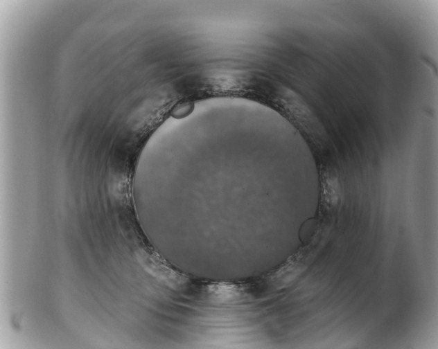 X0000101180419200807071250