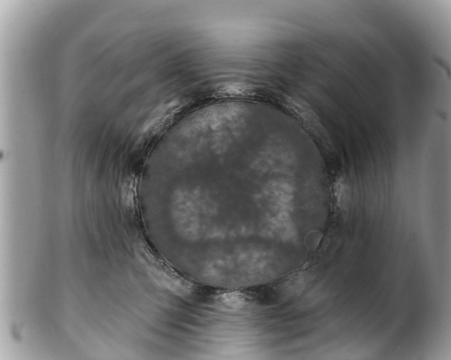 X0000101180423200807071250