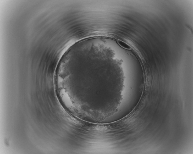 X0000101181291200807071236