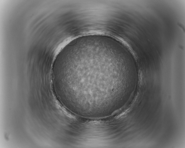 X0000101181373200807071235
