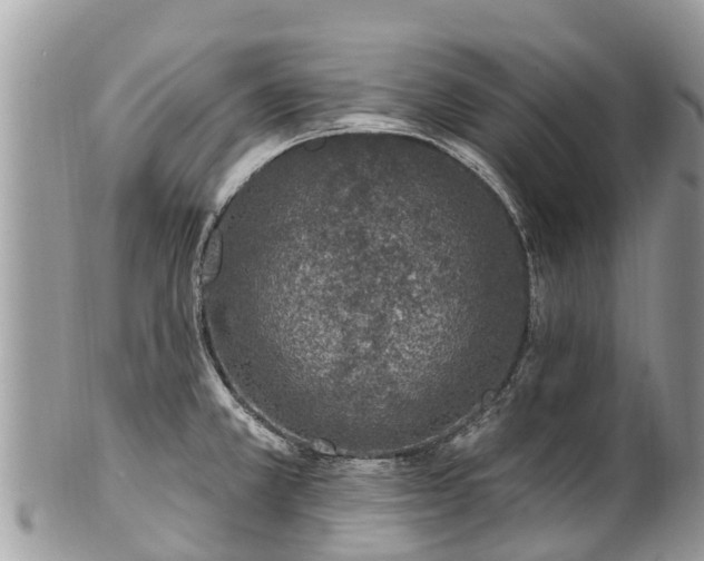 X0000101181381200807071235