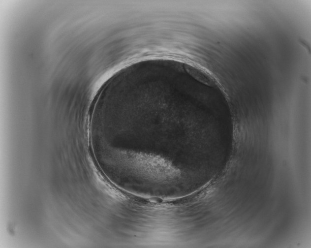 X0000101181522200807071233