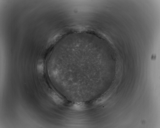 X0000101180720200807111115