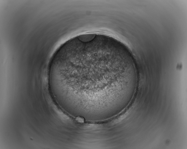 X0000101181506200807111103