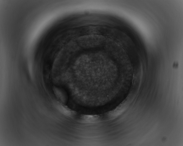 X0000101180239200807181455