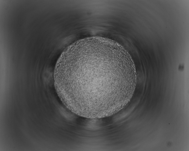 X0000101180527200807181451