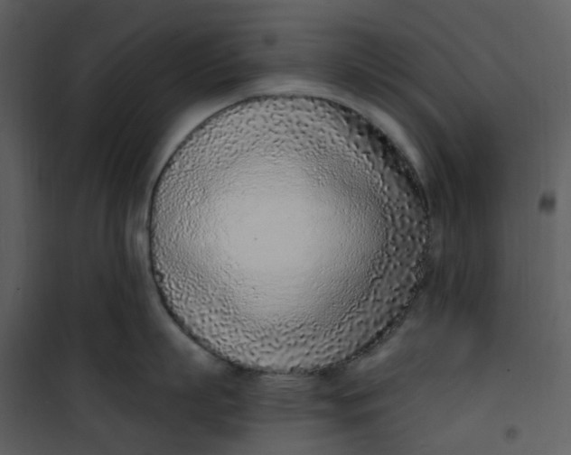 X0000101180863200807181446