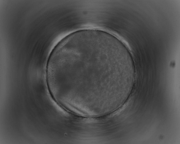 X0000101181239200807181440