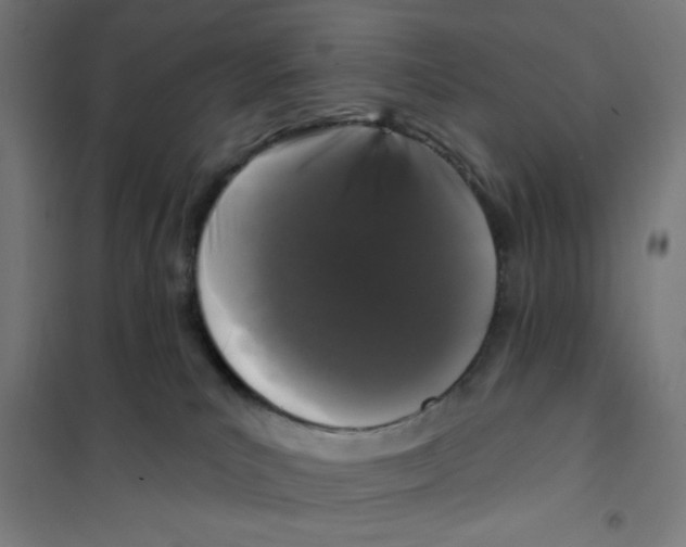 X0000101180039200807250950