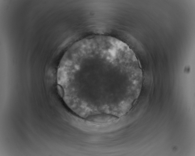 X0000101180043200807250950