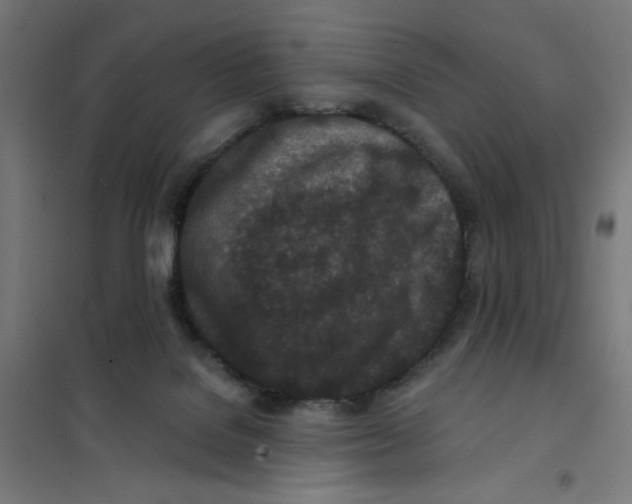 X0000101180076200807250949