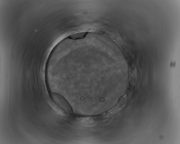 X0000101180100200807250949