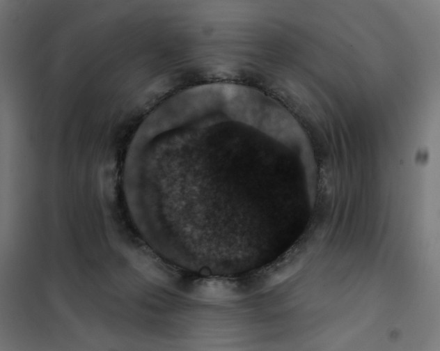 X0000101180223200807250947