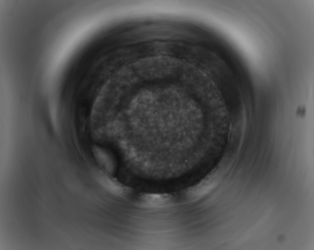 X0000101180239200807250947